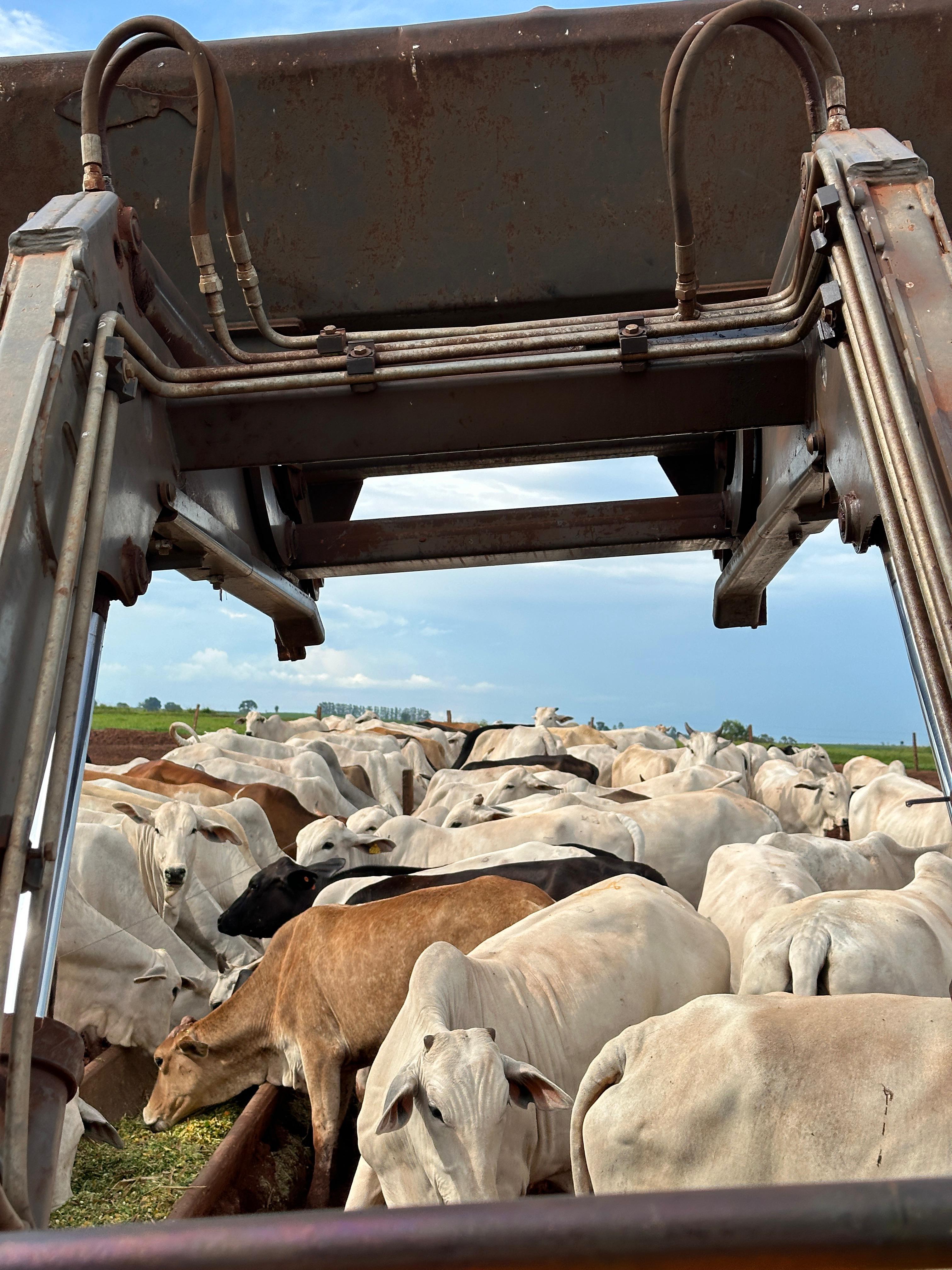 Grande quantidade de bois brancos reunidos em uma área de alimentação no campo sob um céu azul com poucas nuvens.