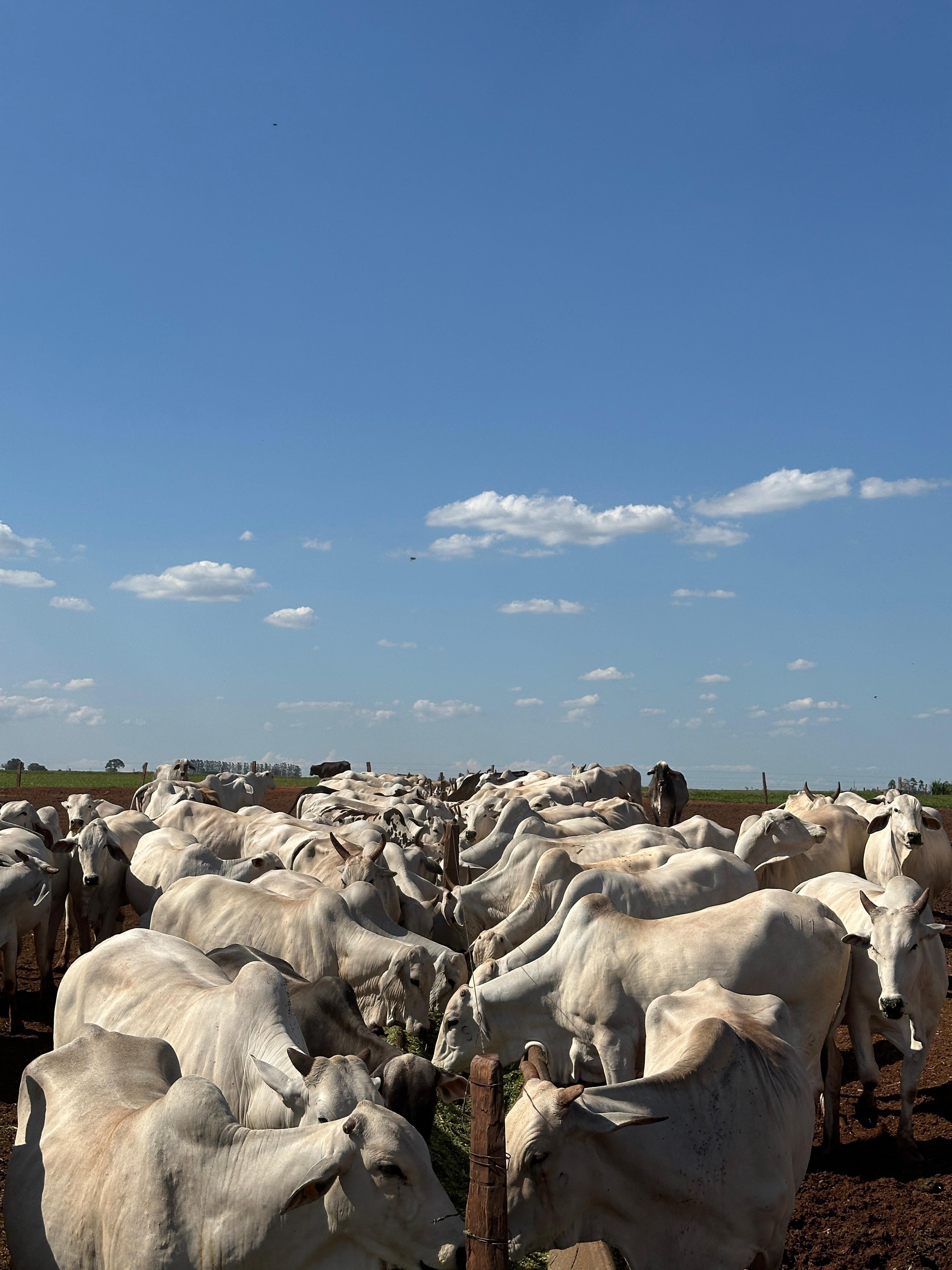 Bovinos brancos se alimentando em um cocho ao ar livre, com o sol baixo no horizonte e árvores ao fundo.