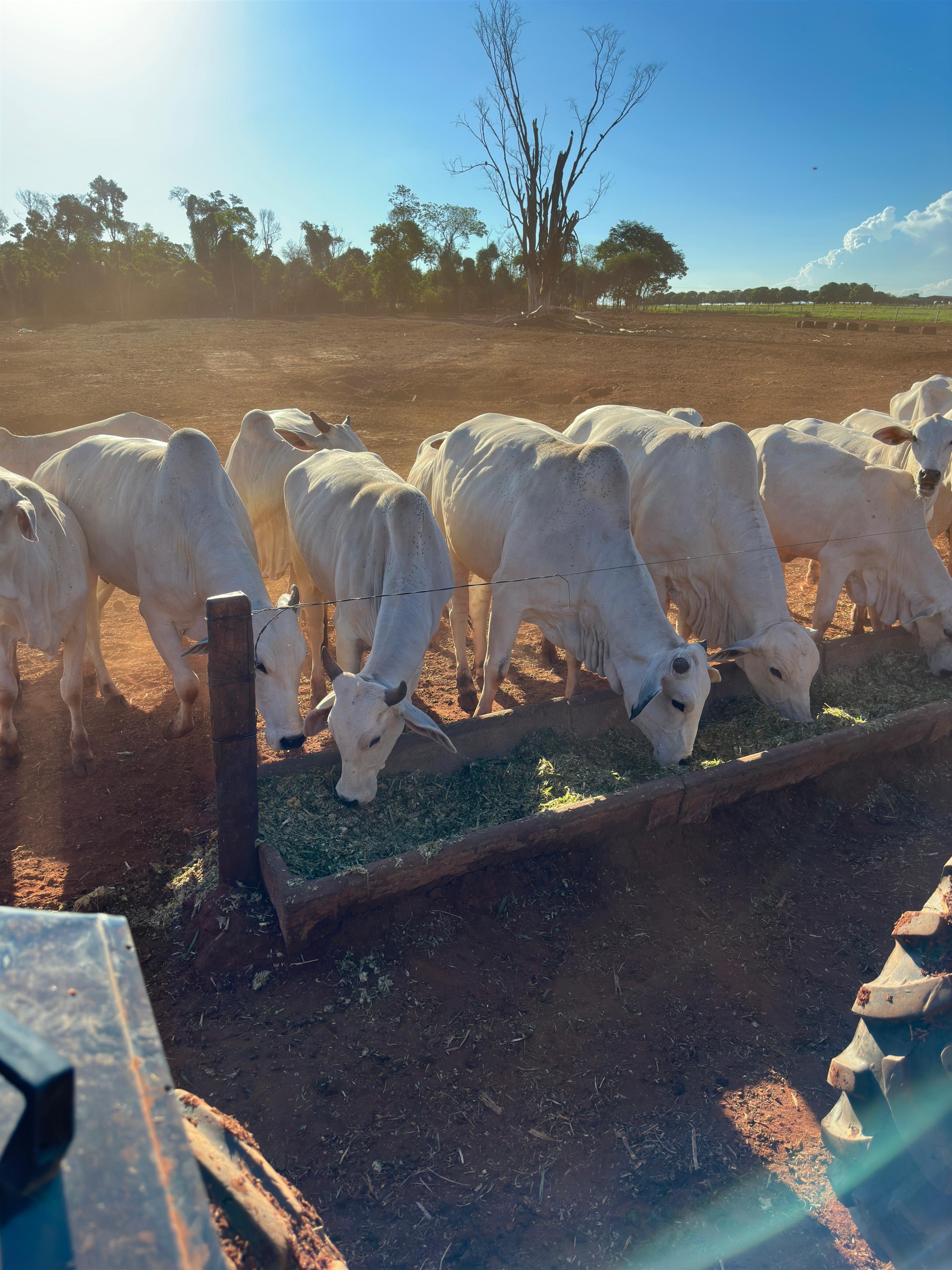 Vista de vários bois agrupados em um cocho, com a estrutura de um trator ou carregadeira visível em primeiro plano.